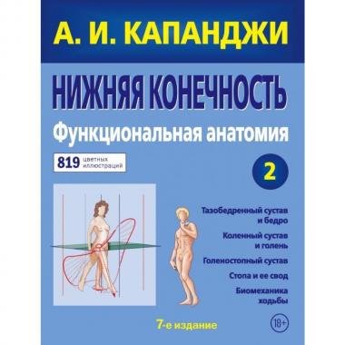 Нижняя конечность. Функциональная анатомия
