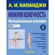 Нижняя конечность. Функциональная анатомия