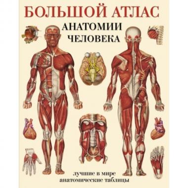 Большой атлас анатомии человека