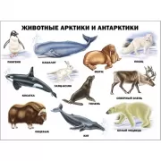 Животные Арктики и Антарктики