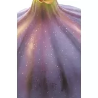 Блокнот со спелым инжиром