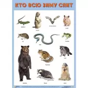 Кто всю зиму спит