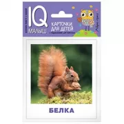 Кто живет в лесу?