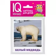 Животные полярных широт