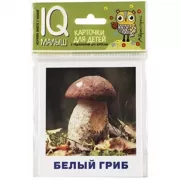 Грибы наших лесов