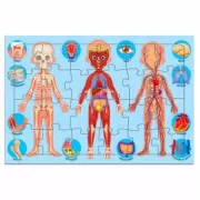 Тело человека