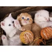 Красота волков