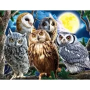 Красота волков