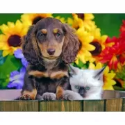 Красота волков