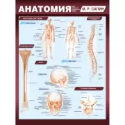 Анатомия. Самая компактная анатомическая таблица