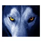 Набор шашек