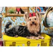 Набор шашек