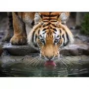 Набор шашек