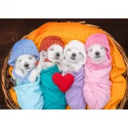 Набор шашек