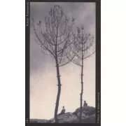 Собака за моим столом