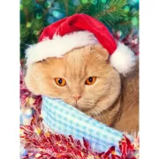 Красота волков