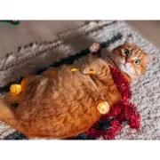 Красота волков