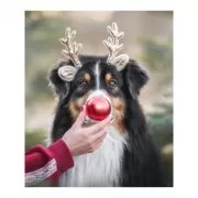 Красота волков