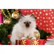 Красота волков