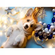 Красота волков