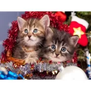 Красота волков