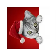 Набор шашек