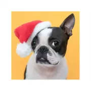 Набор шашек