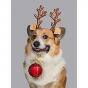 Набор шашек