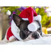 Набор шашек