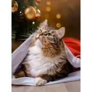 Набор шашек