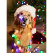 Набор шашек