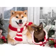 Набор шашек