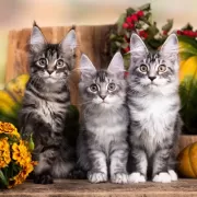 Красота волков