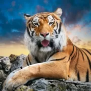 Красота волков