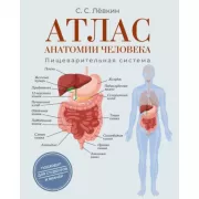 Атлас анатомии человека. Пищеварительная система