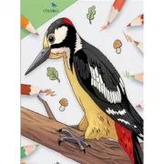 Птицы нашего леса