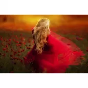 Красота волков