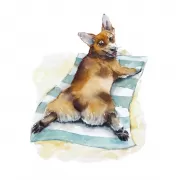 Красота волков