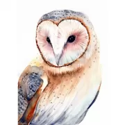 Красота волков