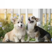 Красота волков