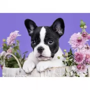 Красота волков