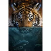 Красота волков