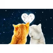 Красота волков