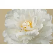 Музей-заповедник «Царицино». Путеводитель + карта