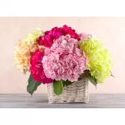 Красота волков