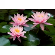 Красота волков